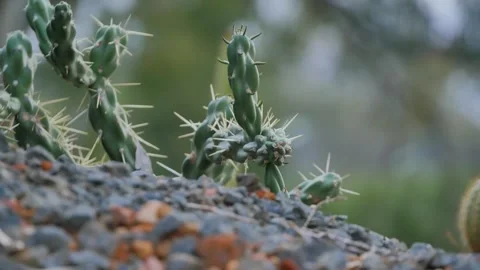 Cactus in the rocky ground Stock Footage 311093732