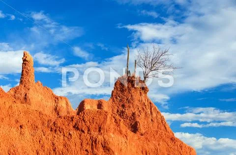 Cactus on Rocky Outcrop Stock Photos