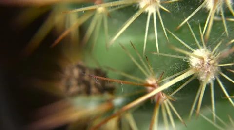 Cactus Rotating _ Loopable Macro Close Up Of Detail And Texture Stock Footage 61170603