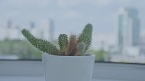 Cactus rotating around in front of window on sunny day Stock Footage 247051032