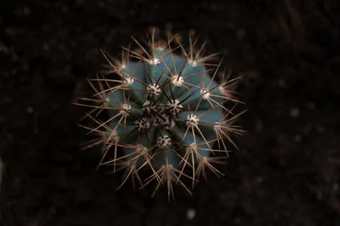 Cactus round close-up on a dark background Stock Photos