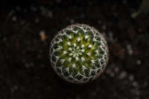 Cactus round close-up on a dark background Stock Photos