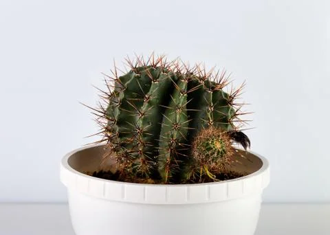 Cactus round in a pot Stock Photos