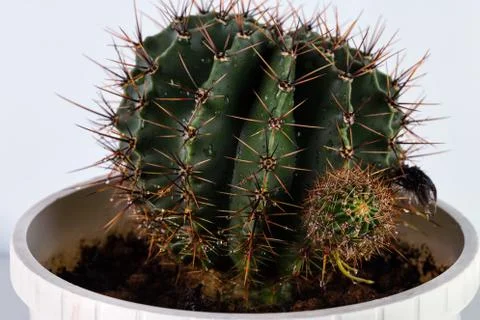 Cactus round in a pot Stock Photos