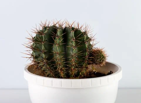 Cactus round in a pot Stock Photos