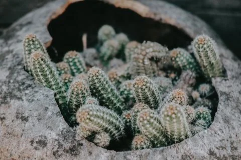 Cactus in rustic pot for garden background Stock Photos