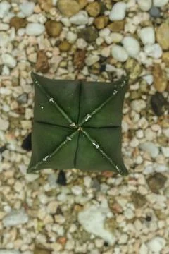 Cactus on the sand Stock Photos