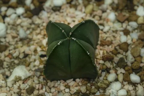 Cactus on the sand Foto stock