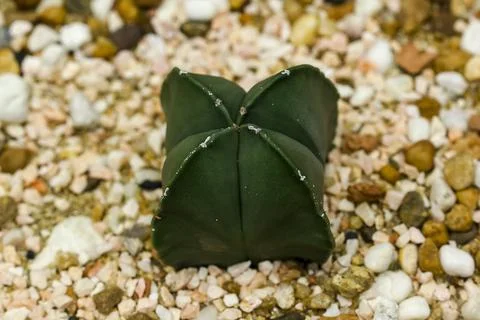Cactus on the sand Stock Photos