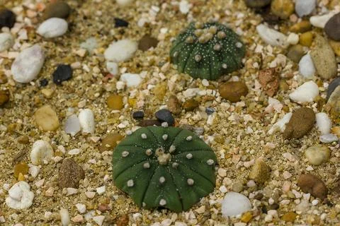 Cactus on the sand Foto stock
