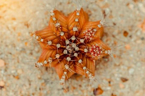 Cactus on the sand. Stock Photos
