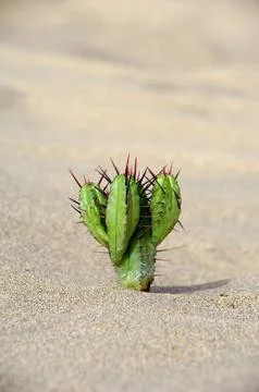 Cactus in the sand Stock Photos