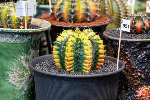 Cactus on sandy soil Foto stock