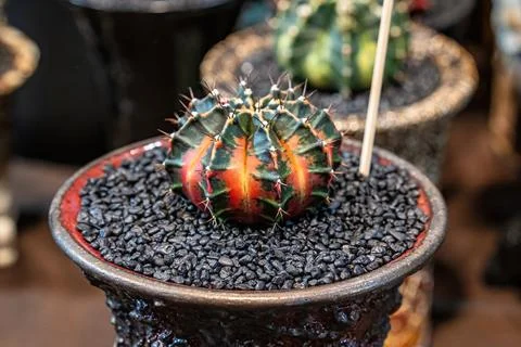 Cactus on sandy soil Fotos Stock