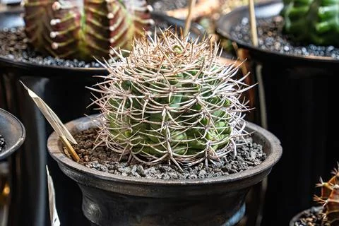 Cactus on sandy soil Foto stock
