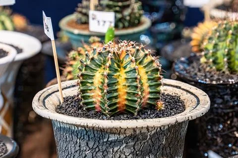 Cactus on sandy soil Stock Photos