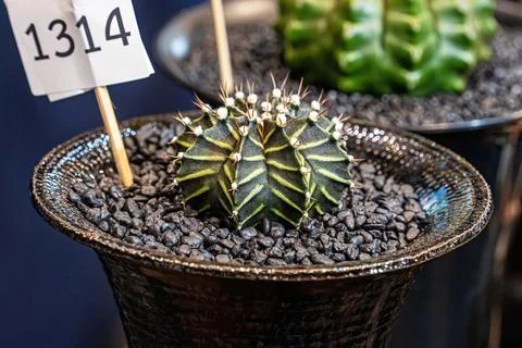 Cactus on sandy soil 스톡 사진