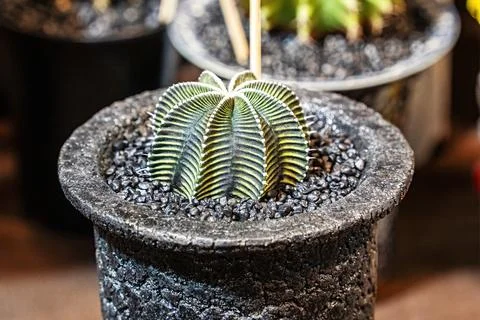 Cactus on sandy soil 스톡 사진