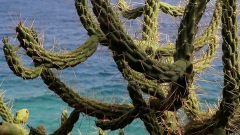 Cactus with sea view Stock Footage 74759578