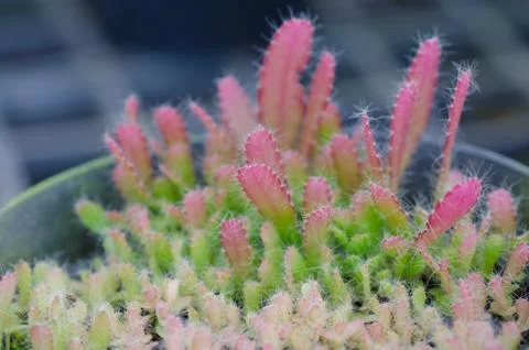 Cactus seedling Stock Photos