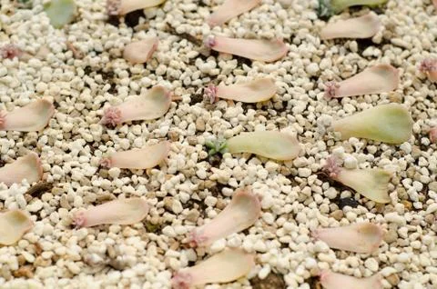 Cactus seedling on stone Stock Photos