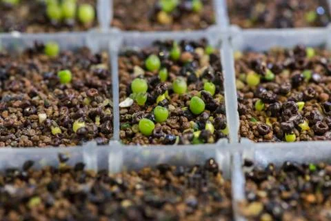 Cactus seedlings Stock Photos