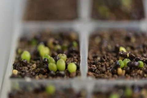 Cactus seedlings Stock Photos