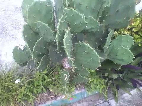 Cactus is seen on the side of the sidewalk, its thorns are very sharp Stock Footage 160232661