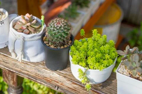 Cactus Set up several trees. Foto stock