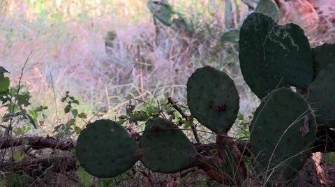 Cactus in the shade with sound Stock Footage 53311852