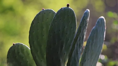 Cactus Shape Foreground with Green Background Stock Footage 71541804