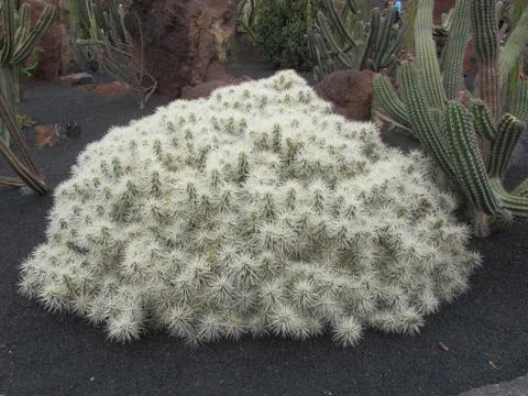Cactus with shape of wool Stock Photos