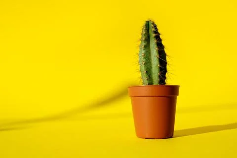 Cactus with sharp long spikes and thorns in a terracotta pot on a yellow back Stock Photos