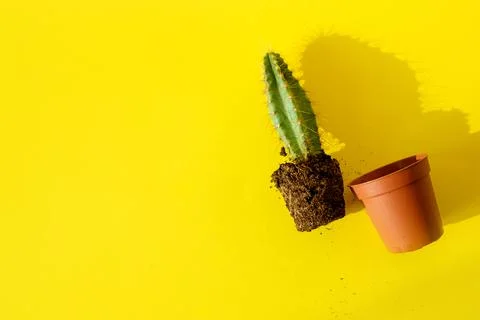 Cactus with sharp long spikes and a terracotta pot on a bright yellow backgro Stock Photos