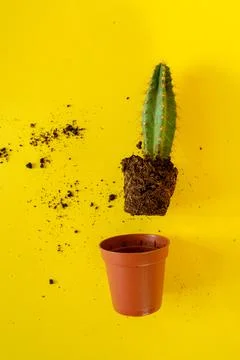Cactus with sharp long spikes and a terracotta pot on a bright yellow backgro Stock Photos