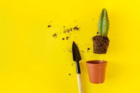 Cactus with sharp long spikes and thorns, a terracotta pot and a small shovel Stock Photos