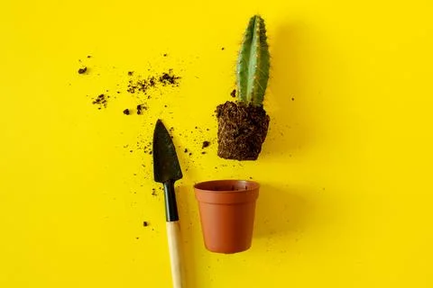 Cactus with sharp long spikes and thorns, a terracotta pot and a small shovel Stock Photos