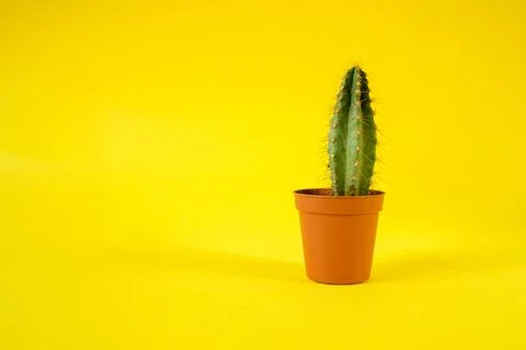 Cactus with sharp long spikes and thorns in a terracotta pot on a yellow back Stock Photos