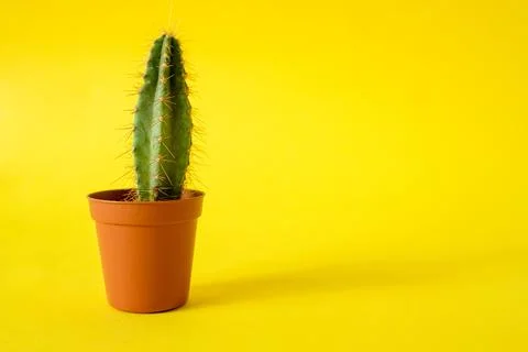 Cactus with sharp long spikes and thorns in a terracotta pot on a yellow back Stock Photos