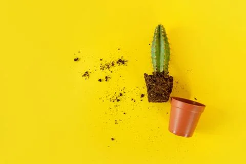 Cactus with sharp long spikes and a terracotta pot on a bright yellow backgro Stock Photos