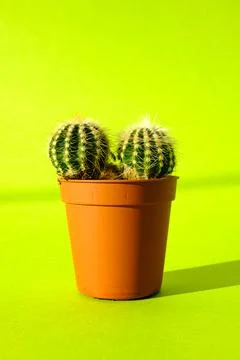 Cactus with sharp long spikes and thorns in a terracotta pot on a bright gree Stock Photos