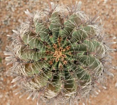 Cactus with sharp needle Stock Photos