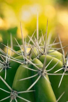 Cactus with sharp spike in macro shot. Warm sunlight and desert feeling.  Stock Photos