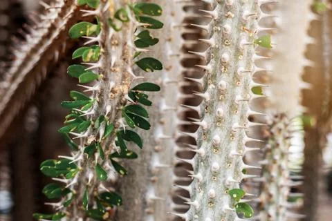 Cactus with a sharp of spike. Stock Photos