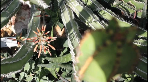 Cactus with sharp spines Stock Footage 31220471