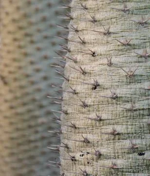 Cactus sharp spines Stock Photos