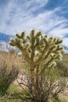 Cactus with sharp thorns against cloudy blue sky at Joshua Tree National Park Stock Photos
