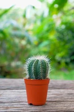 CACTUS WITH SHARP THORNS ON WOODEN TABLE Stock Photos