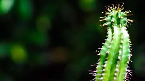 Cactus with sharp thorns,copy space Stock Photos