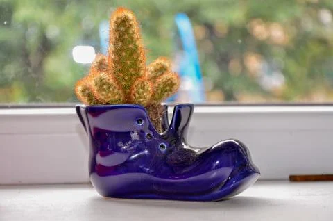 Cactus in a Shoe Pot Stock Photos